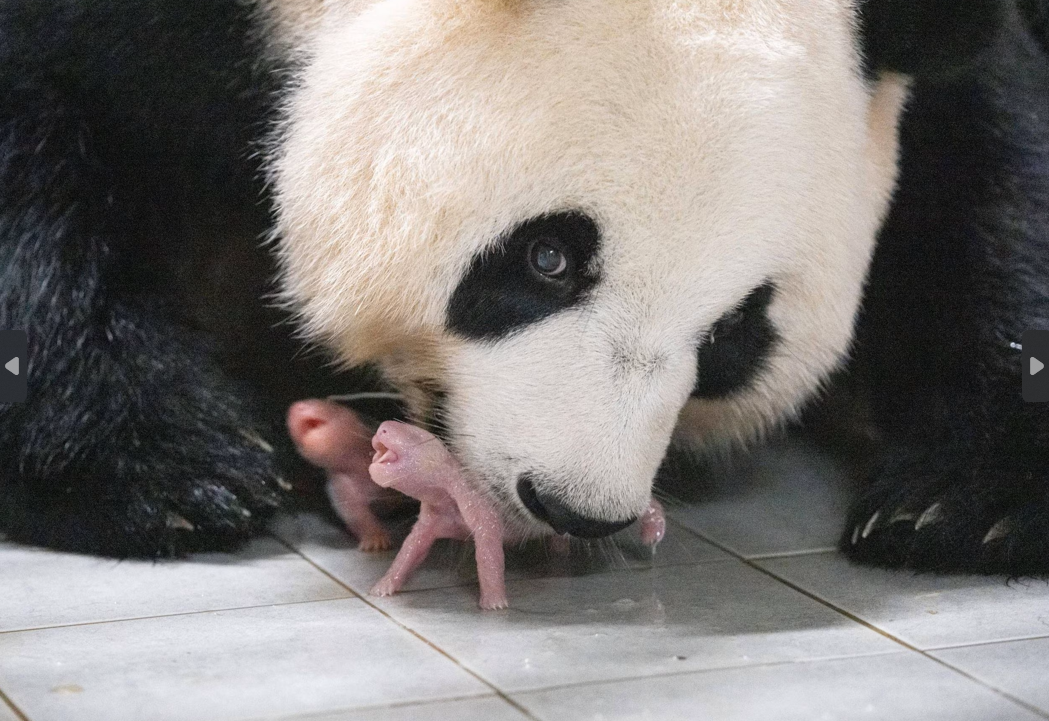 爱宝与双胞胎幼崽