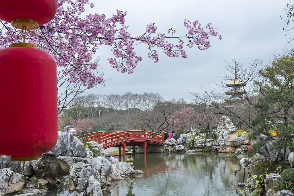 资料图：2021年3月1日，武汉东湖樱园，雨后粉粉嫩嫩的早樱次第开放，生机勃勃、充满希望。（图片来源：视觉中国）