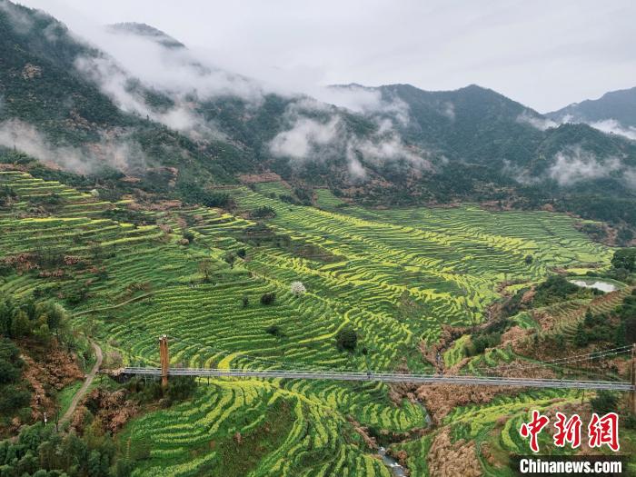 在婺源篁嶺古村,近萬畝的梯田油菜花海層層疊疊,宛如一片金色海洋.