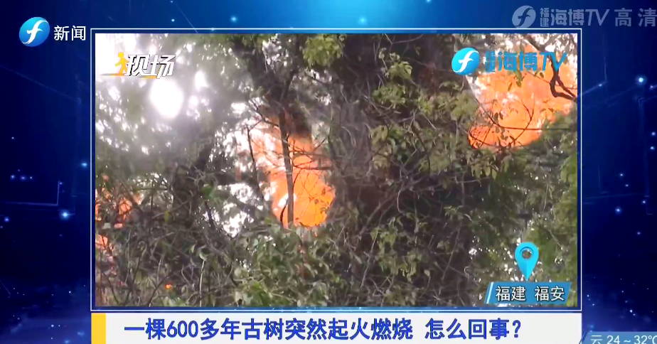 遭遇雷击,一棵600多年的古树燃烧起火……
