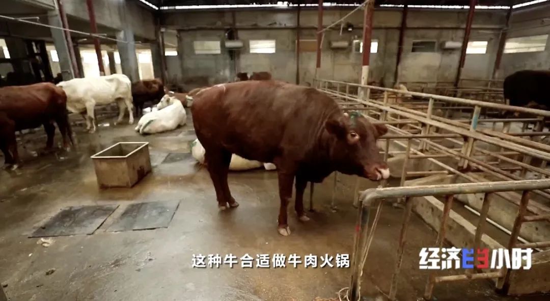 每天清晨他都要去距离自己店铺500米的屠宰场选牛