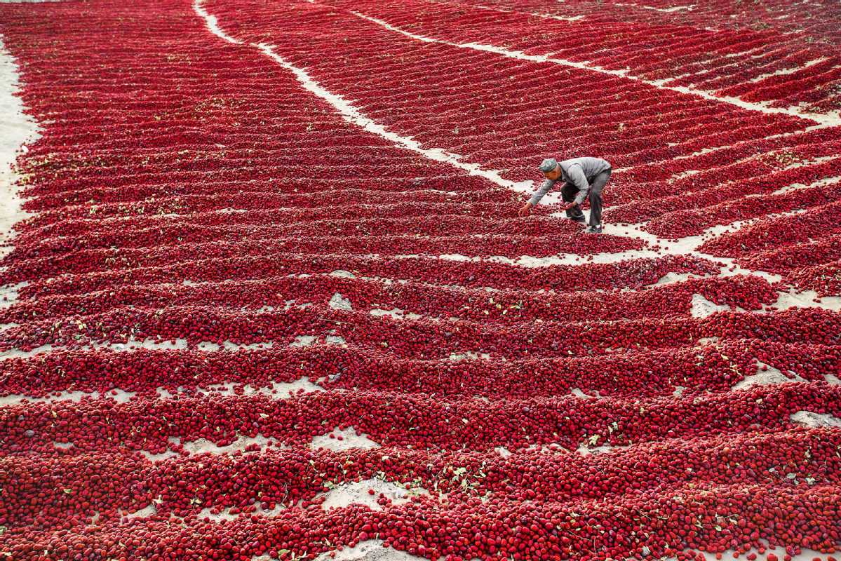 A farmer dries red dates in Qira county of Hotan city, Xinjiang Uygur autonomous region, on Oct 16, 2015.