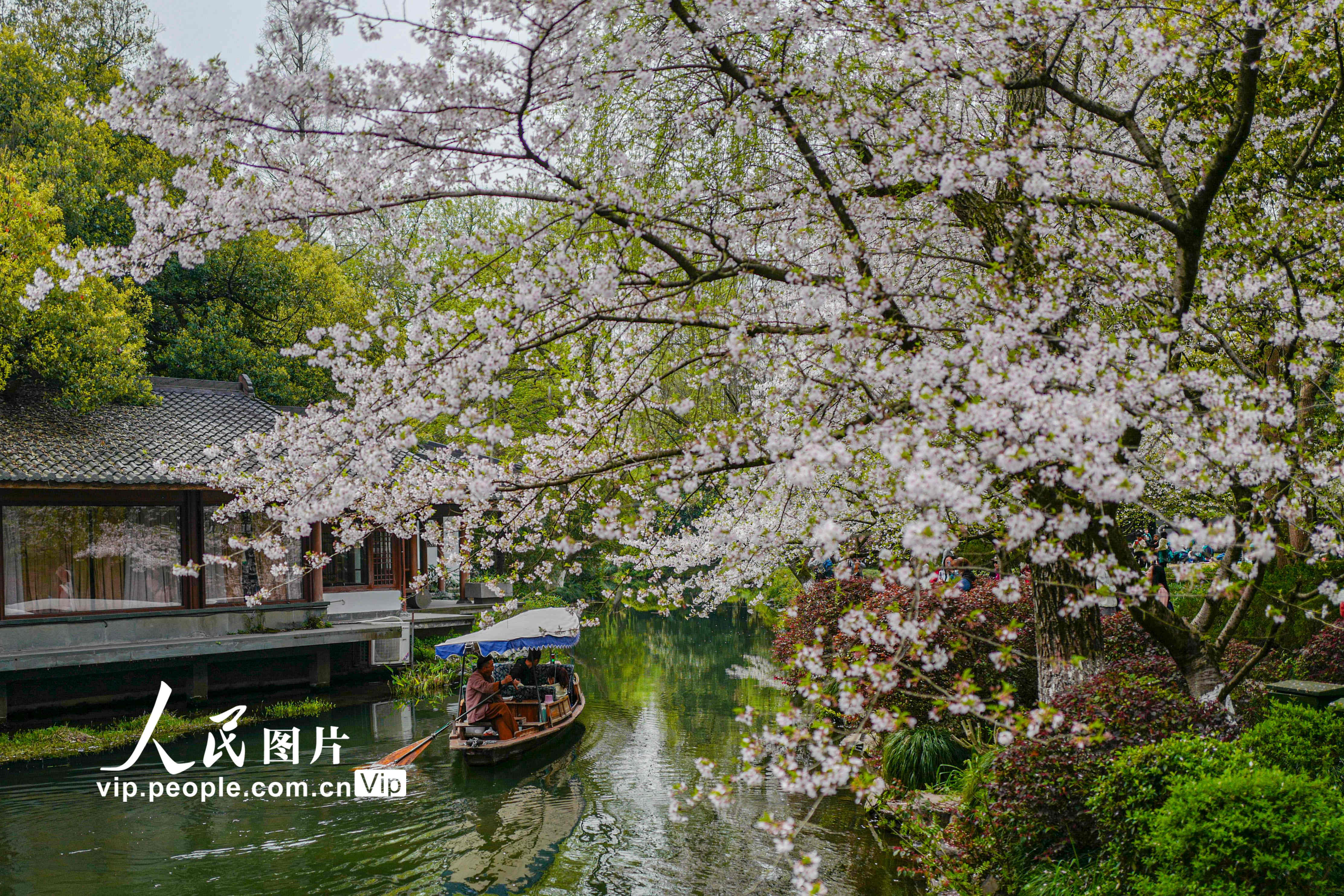 浙江：杭州西湖十景之一《曲苑风荷》-中关村在线摄影论坛