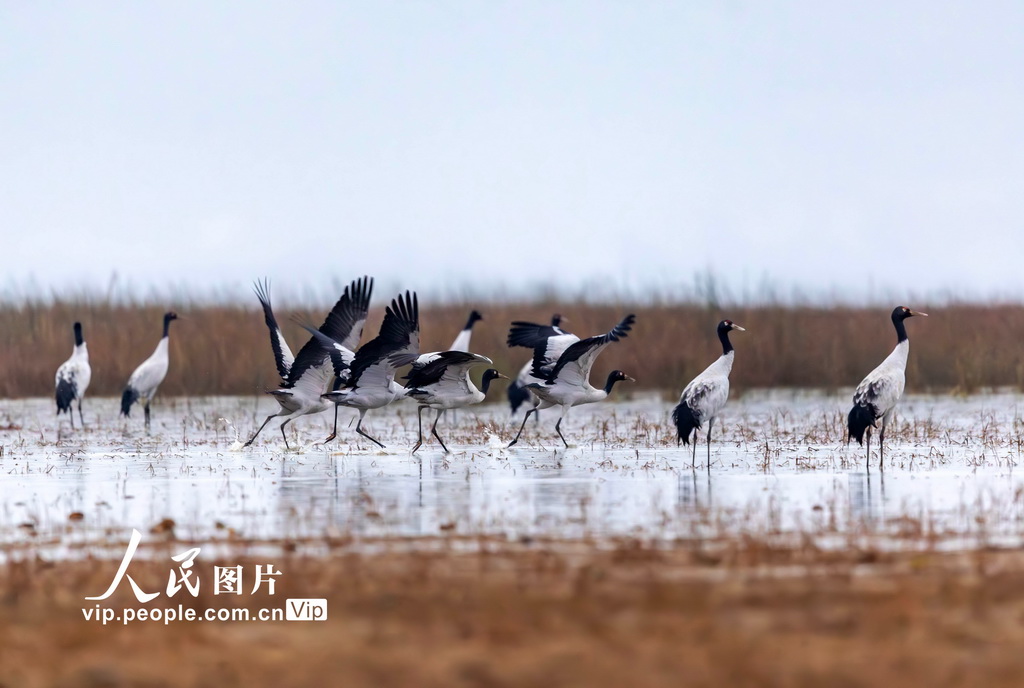 贵州威宁千余只黑颈鹤飞抵草海越冬