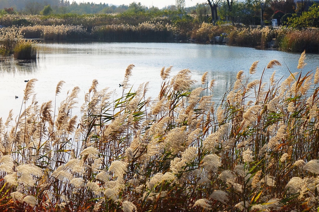 山东青岛初冬时节湿地公园芦花美