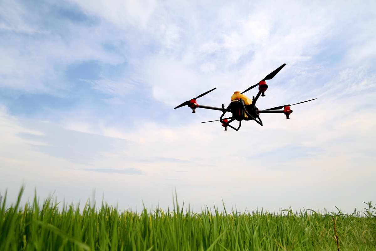 江西峡江丰收在望利用无人机进行大规模田间作业