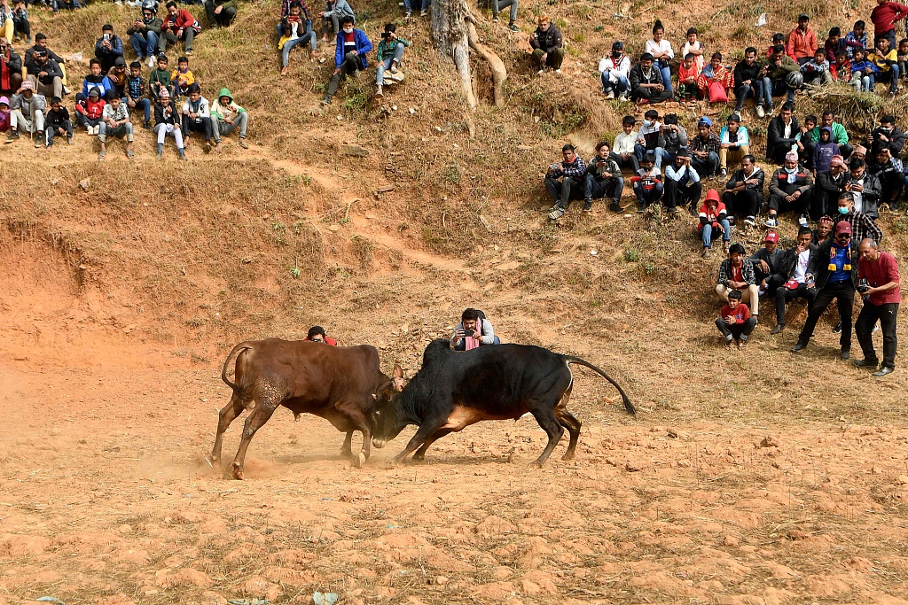 尼泊尔斗牛活动变成牛追人场面一度混乱
