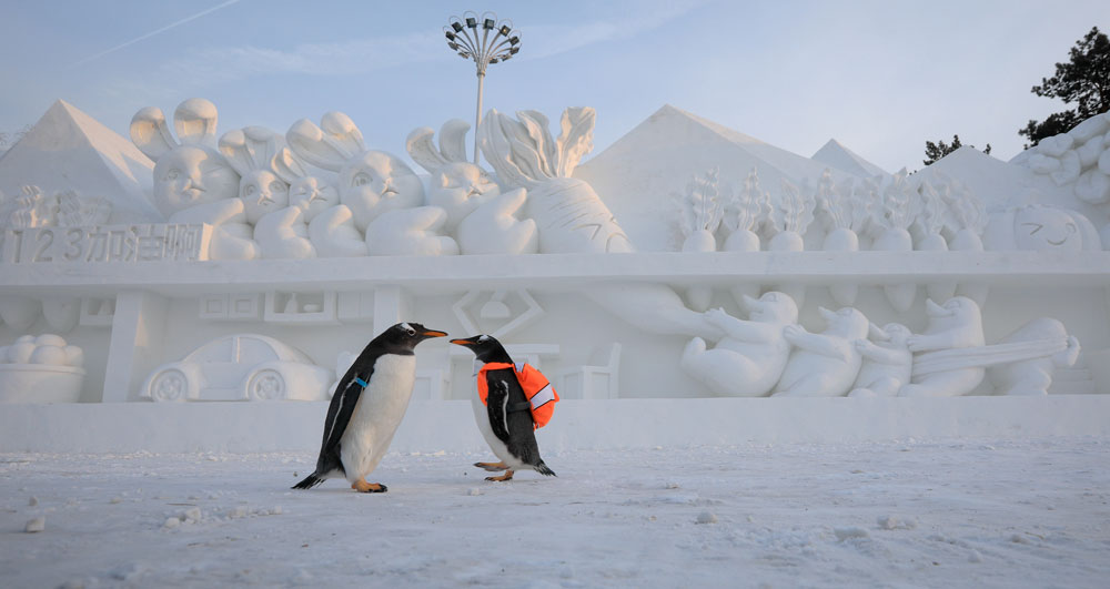 黑龙江哈尔滨淘学企鹅逛雪博