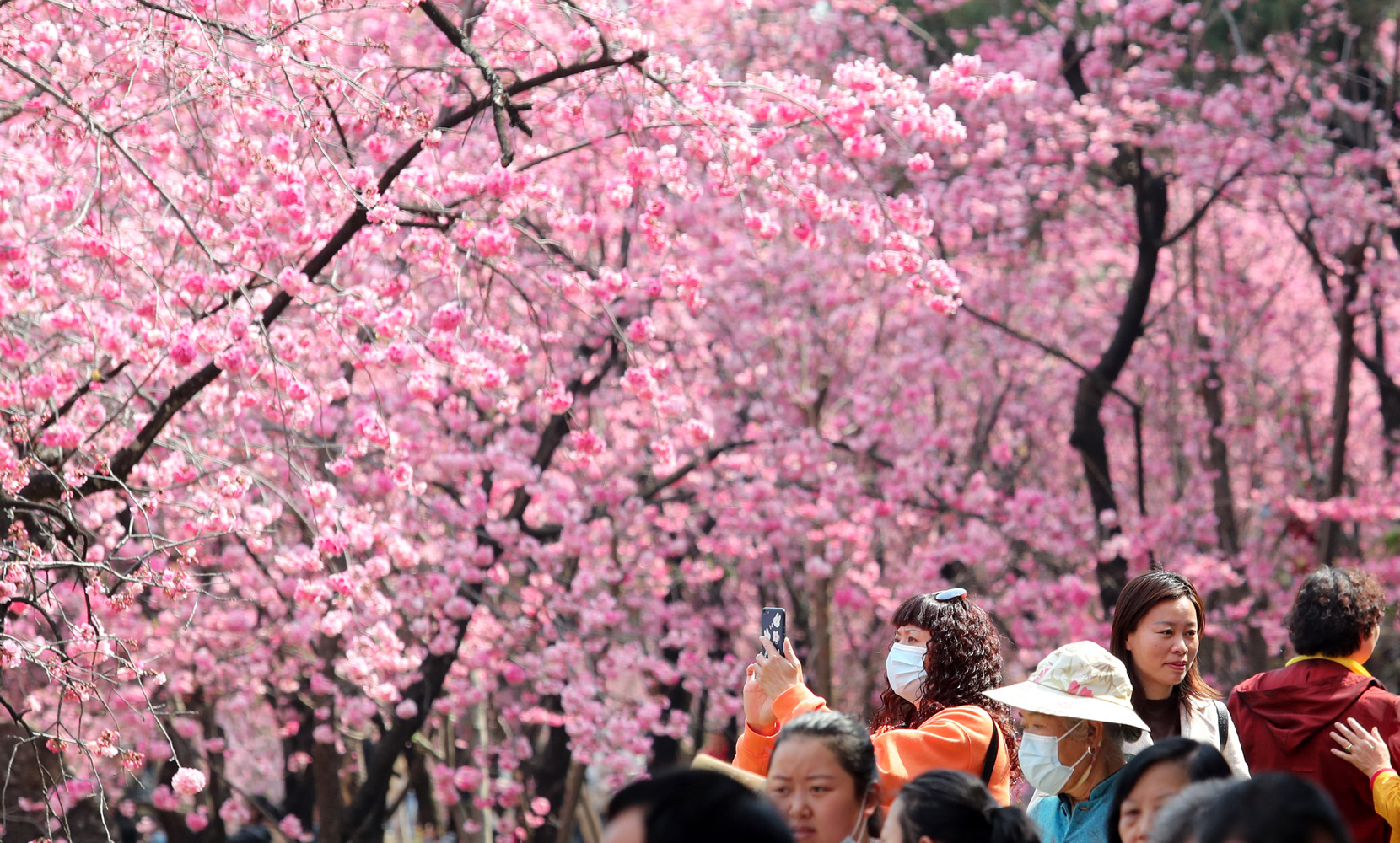 昆明圆通动物园樱花盛开美景（图片来源：东方IC）
