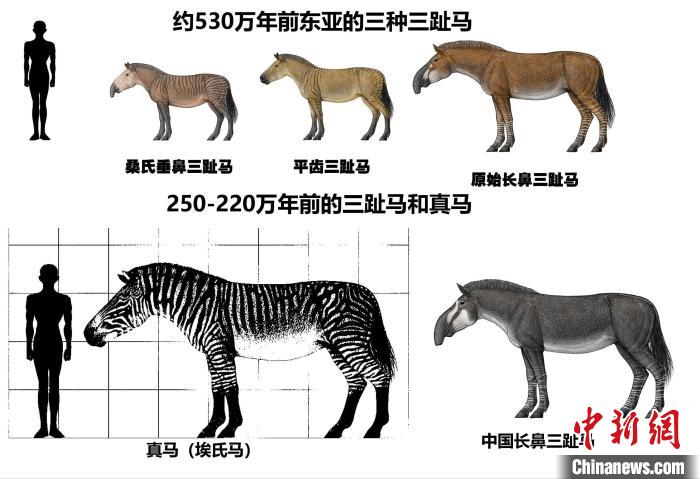 本次研究五种马科动物复原图及相关效果比较。　陈瑜 绘制　摄