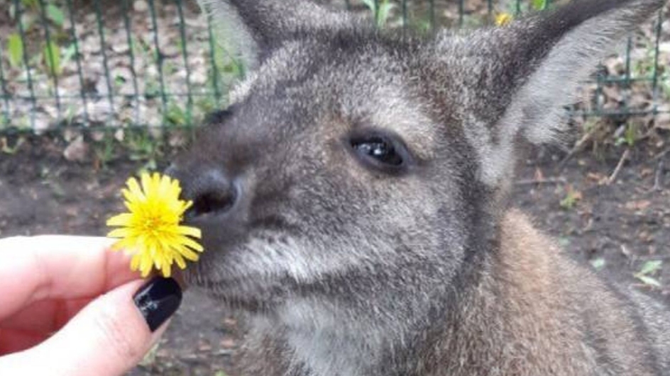 树袋鼠“格兰迪”在乌军袭击中丧生 图源：英媒