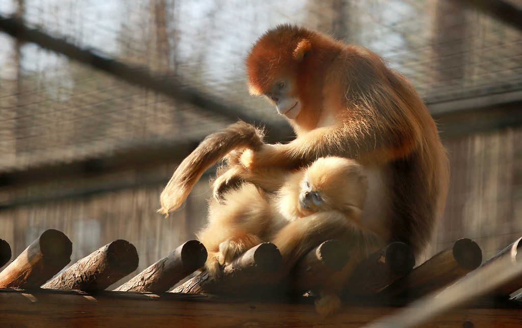 江苏扬州阳光明媚动物尽享日光浴