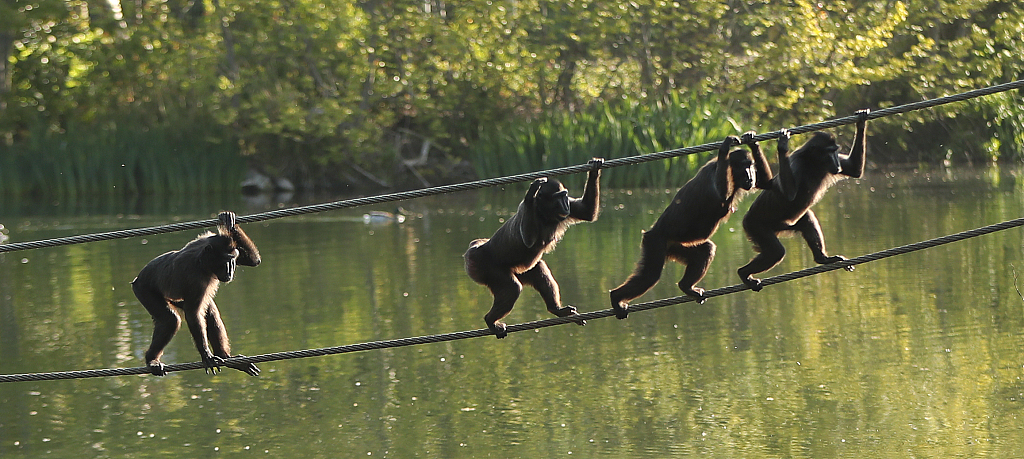 爱尔兰都柏林动物园重新开放猴子花式过河抢镜
