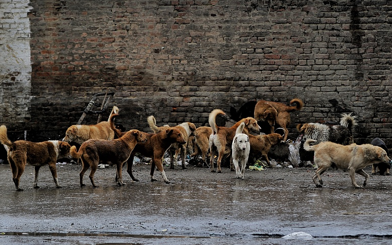 印度街头的流浪狗（资料图）