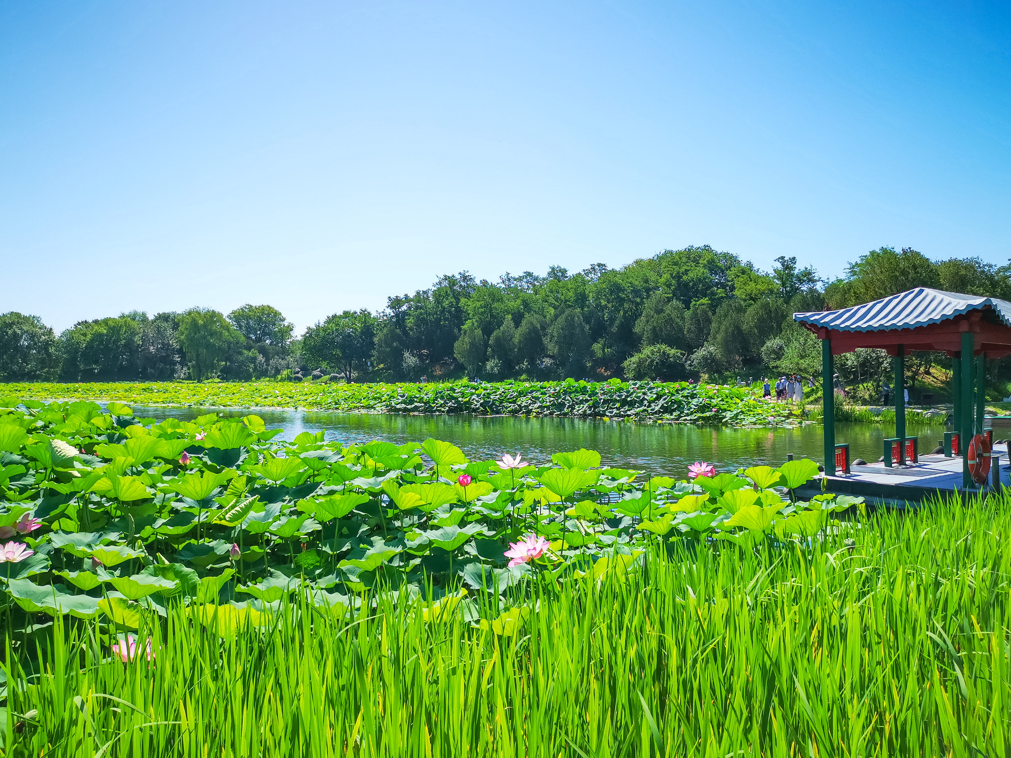 夏日圆明园荷花绽放