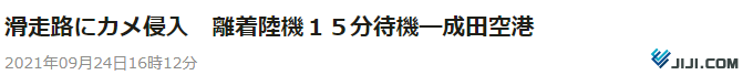 时事通讯社：一只乌龟闯入成田机场飞机跑道，跑道15分钟暂停使用