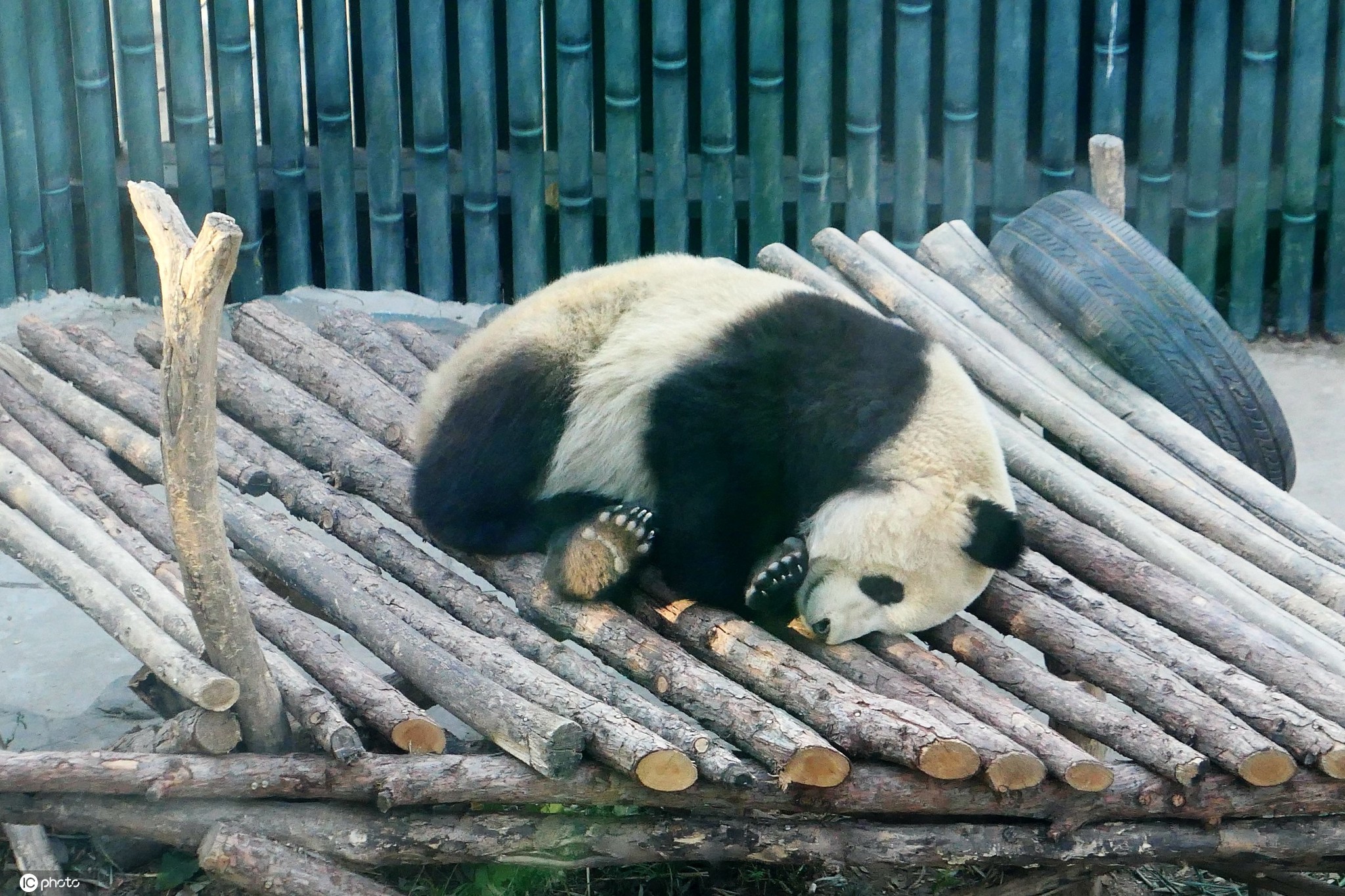 北京动物园冬日大熊猫的幸福生活02晒太阳睡大觉
