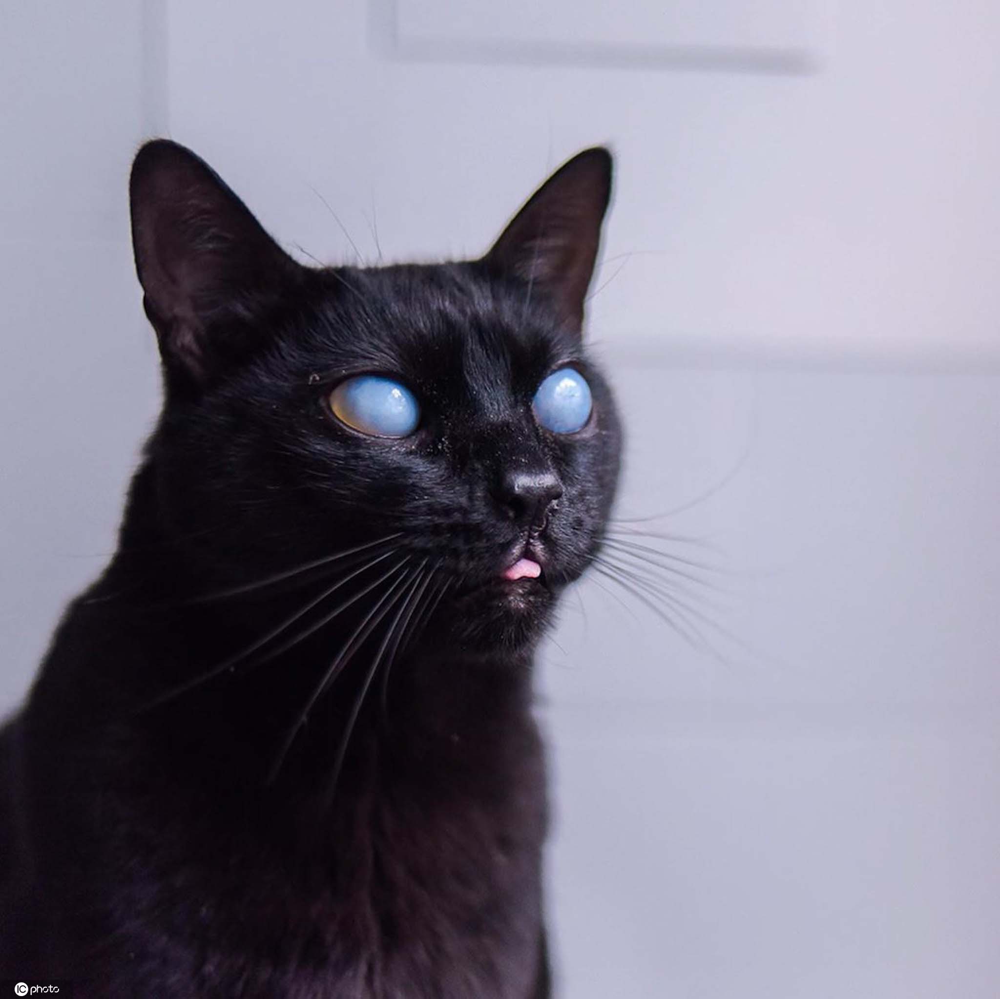 一直用黑色的猫配种，会诞生纯黑的猫品种吗？ - 知乎