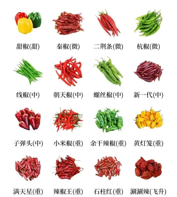 ▲常见辣椒及特点。（图片来源：长江蔬菜）