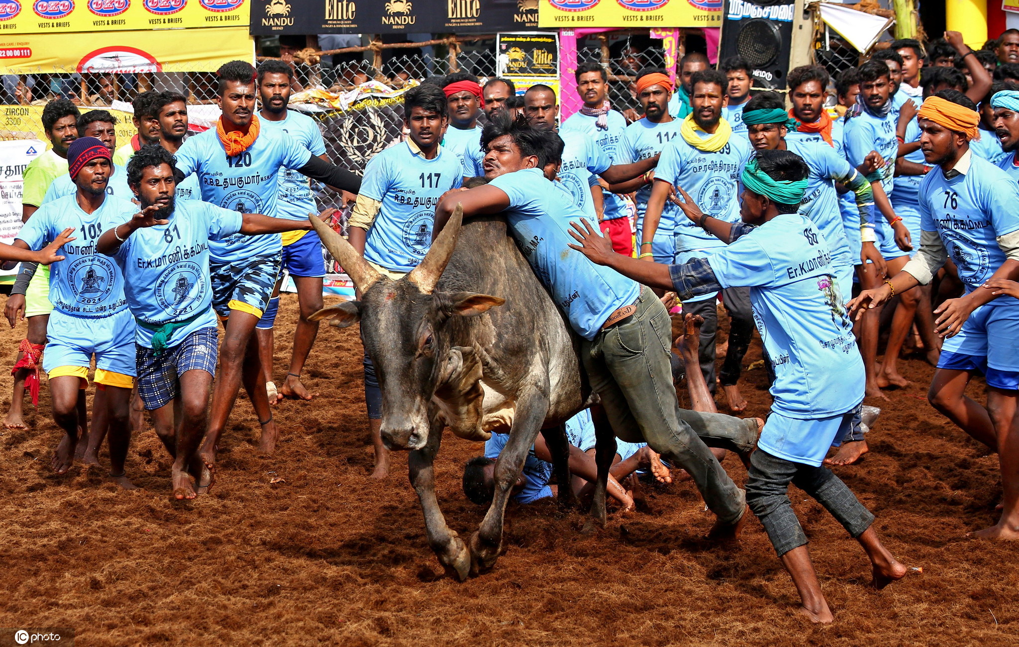 印度举行传统驯牛节人牛大战惊险不断