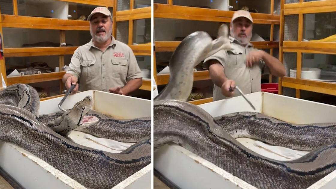 据英国每日邮报3月25日报道,美国加州一位动物园园主在取蛇卵时遭巨蟒