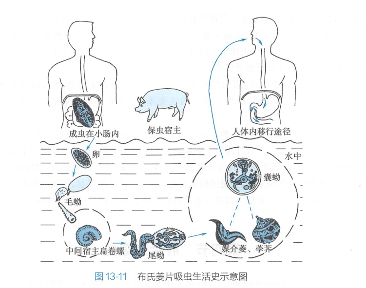 27岁女子体内揪出2条活虫,竟是因为这东西!很多深圳人爱吃