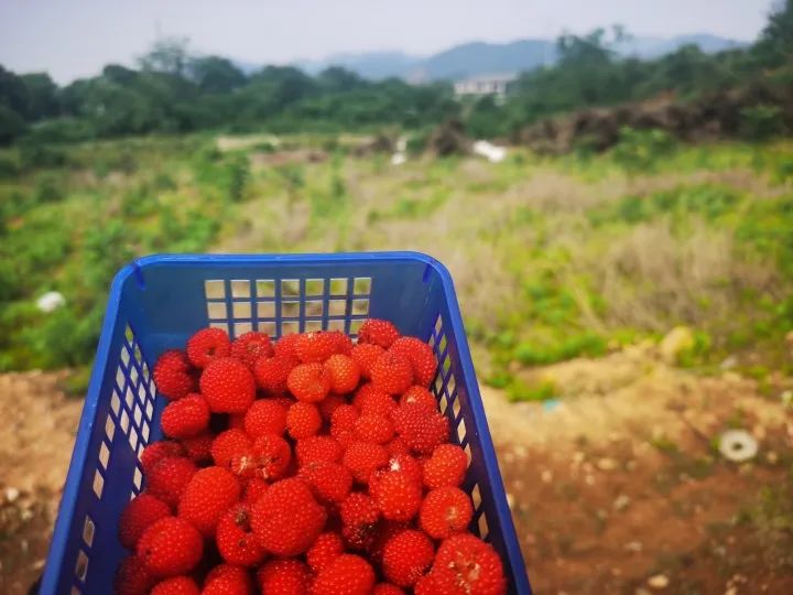 记者一个小时里的劳动成果。