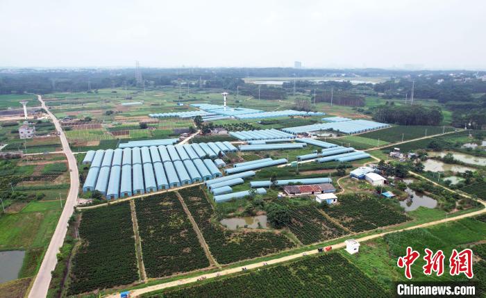 图为航拍广西贵港市港南区八塘街道高朗村蔬菜基地。甘国利 摄