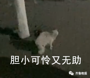 笑喷!高校猫咪遭大爷“训话”:学习读书,还要有礼貌!