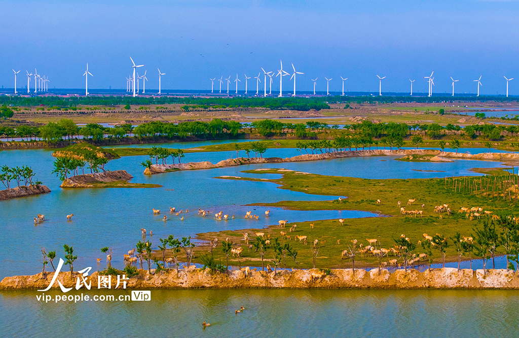 2024年5月3日,江苏省盐城市大丰区黄海湿地野鹿荡,成群麋鹿嬉戏.