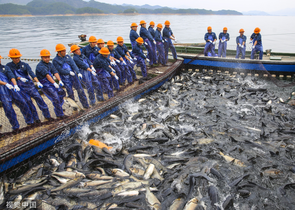 浙江千岛湖迎来新春首场"巨网捕鱼"