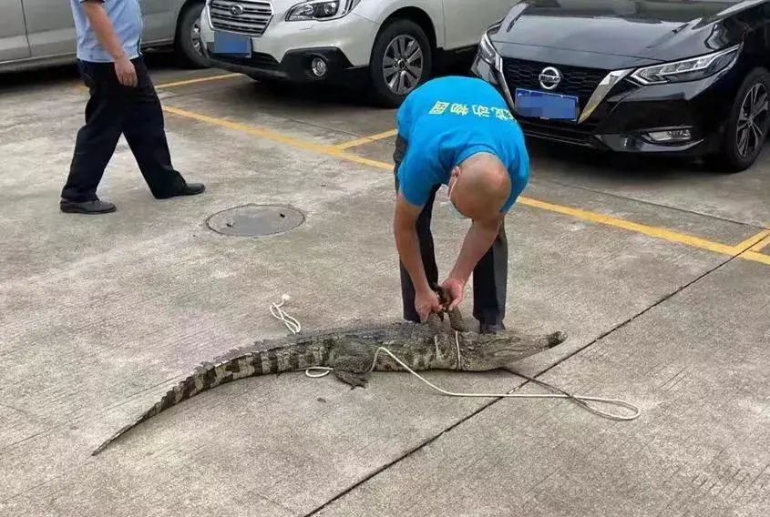 12米长鳄鱼闯入家禽市场脾气还很暴躁警察消防瓮中捉鳖