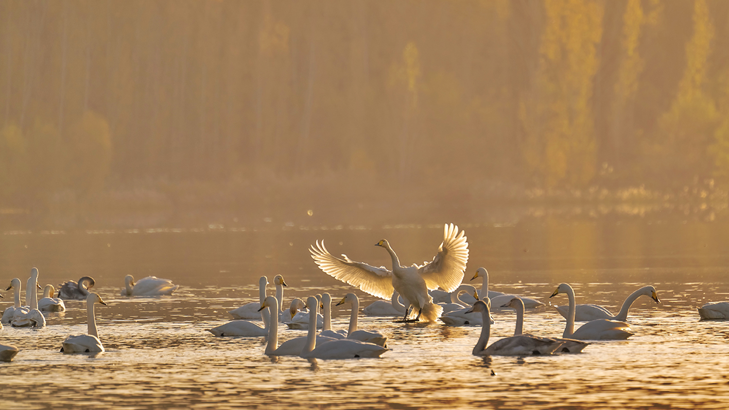 山西平陆:黄河湿地迎来越冬白天鹅