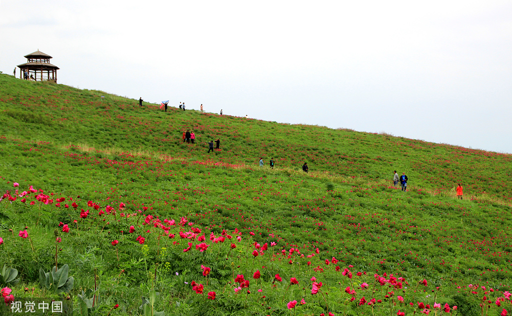 2022年5月4日,游客在新疆塔城地区裕民县巴尔鲁克山风景区野生芍药谷