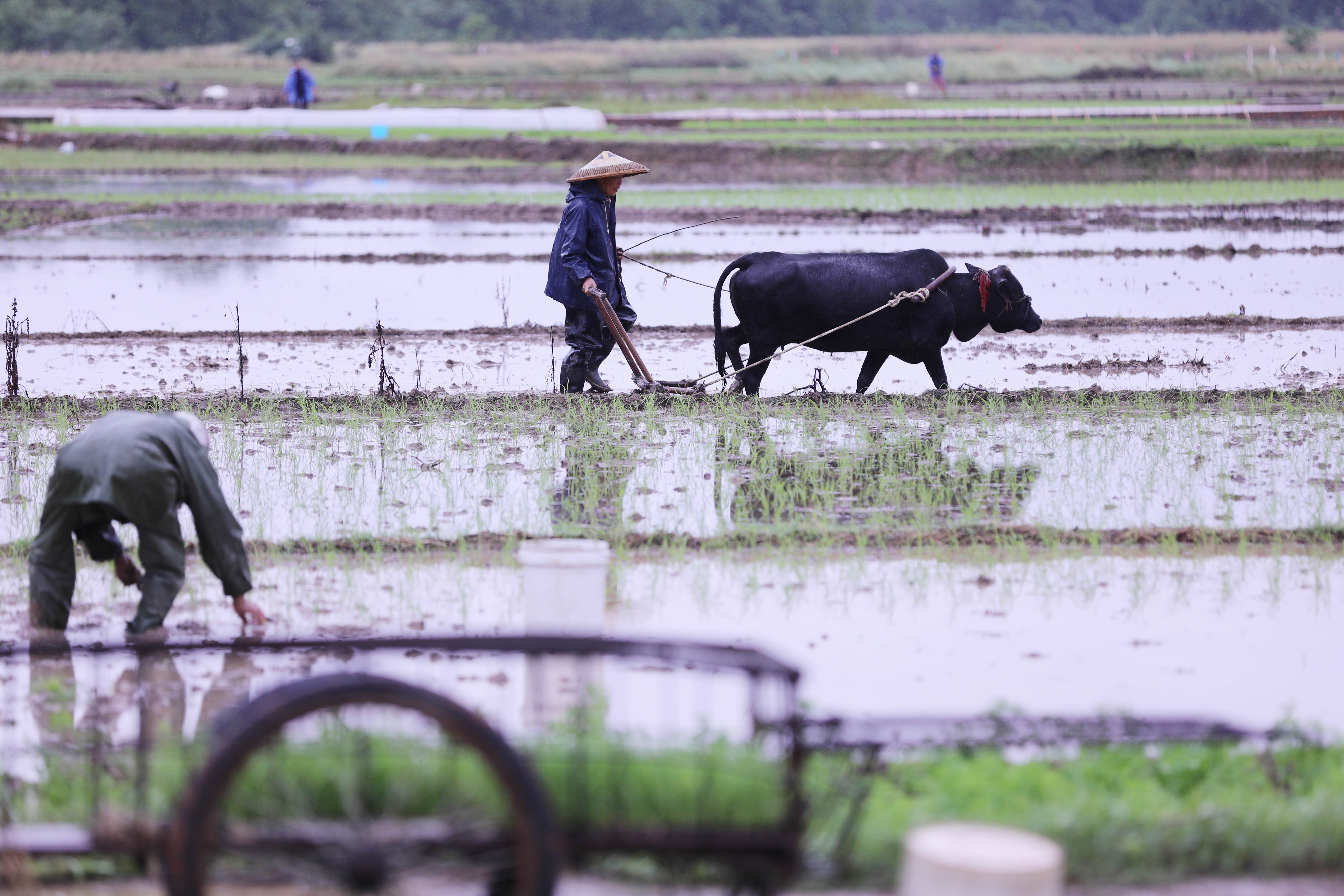 谷雨时节临近一犁春雨润春耕