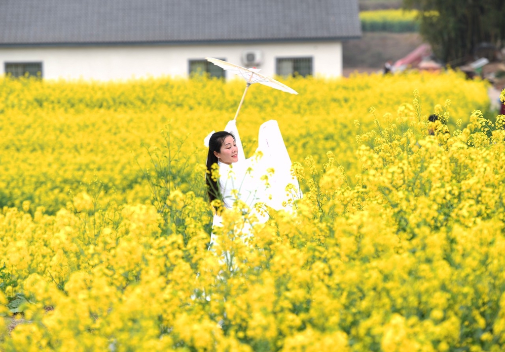 重庆江津万亩油菜花盛开美如油画吸引游人