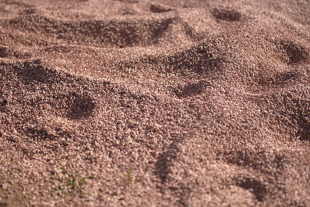 澳大利亚大麦,资料图