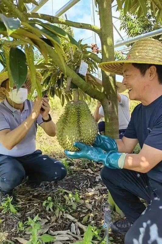 榴莲试种，成功挂果。来源：人民网 三亚农业农村局供图