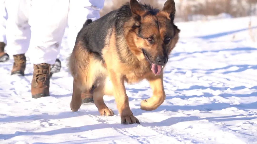 边防军犬vlog小可爱卡莉又萌又飒