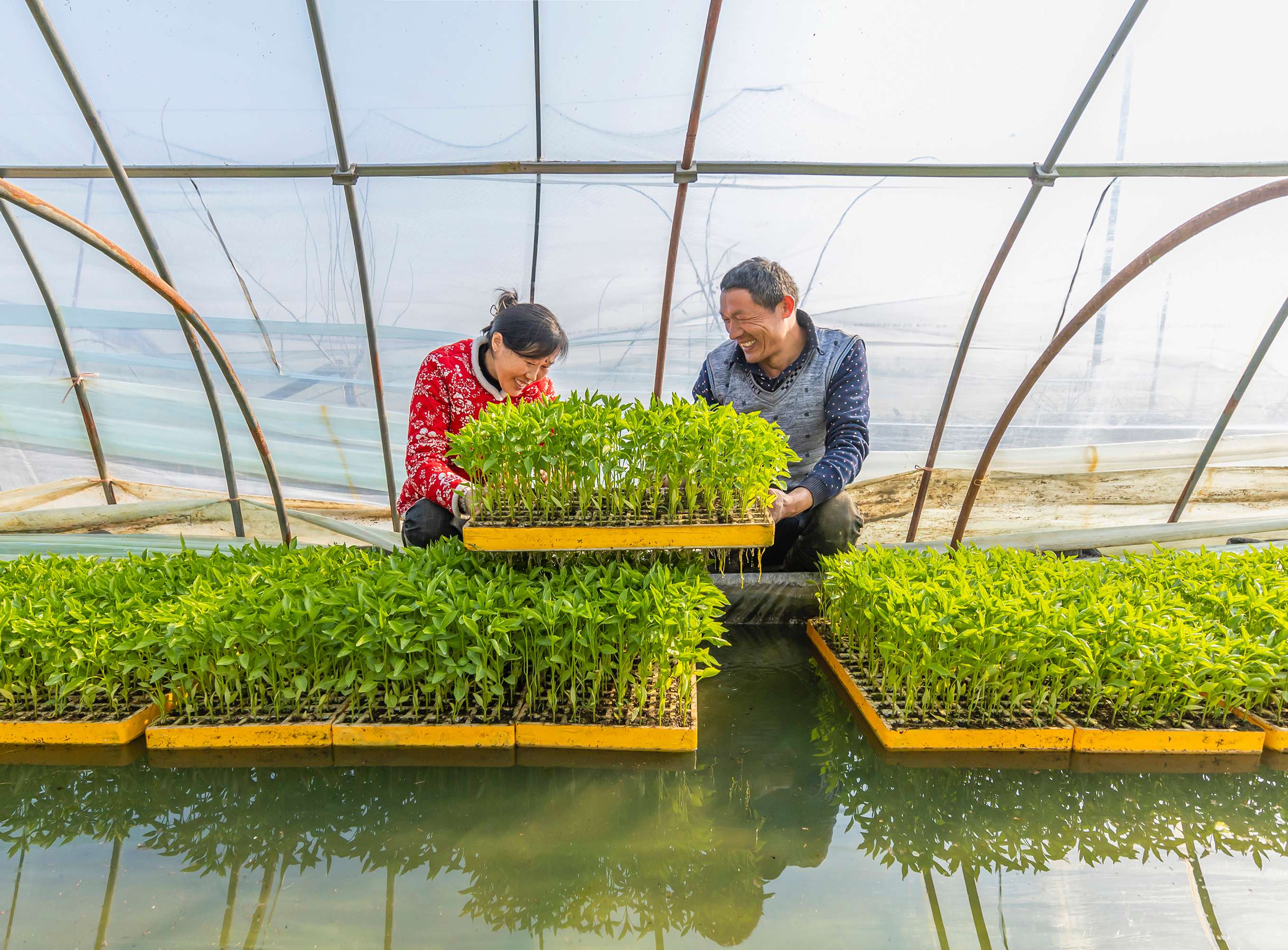 水上种菜技术图片