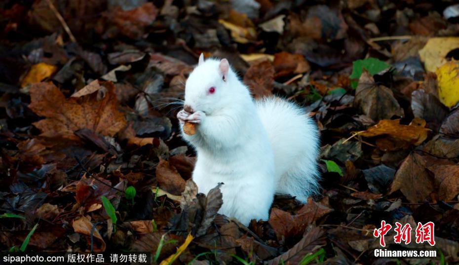 罕见白化松鼠林间觅食。图片来源：Sipaphoto版权作品 禁止转载