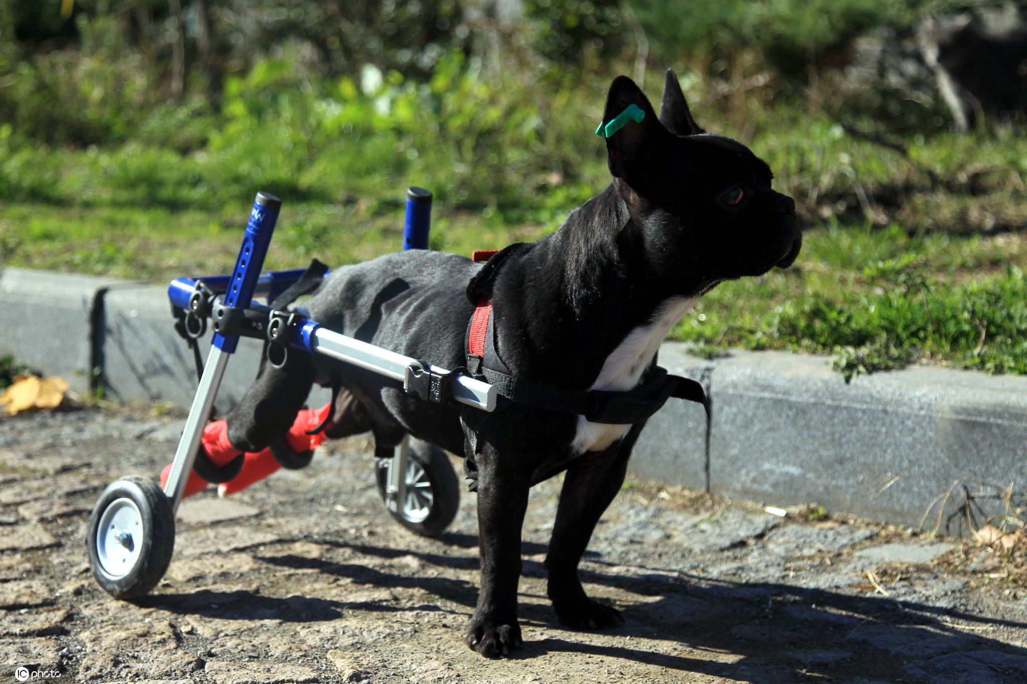 土耳其萨姆松,这只瘫痪的狗名为kara simsek,又被称为knight rider.