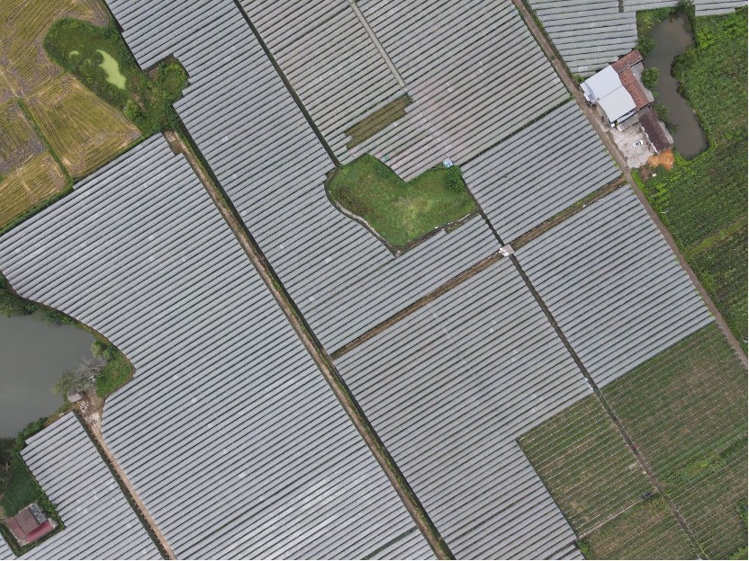 湖南常德，淘菜菜阳光玫瑰直采基地。