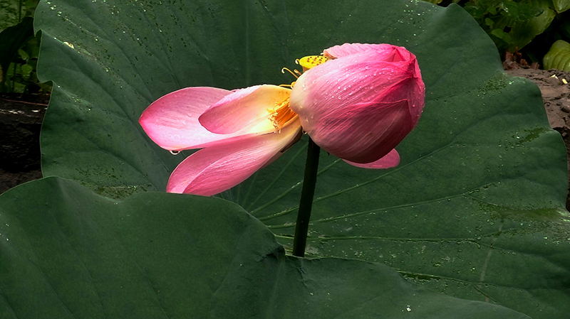 北京大观园雨后荷花满池香