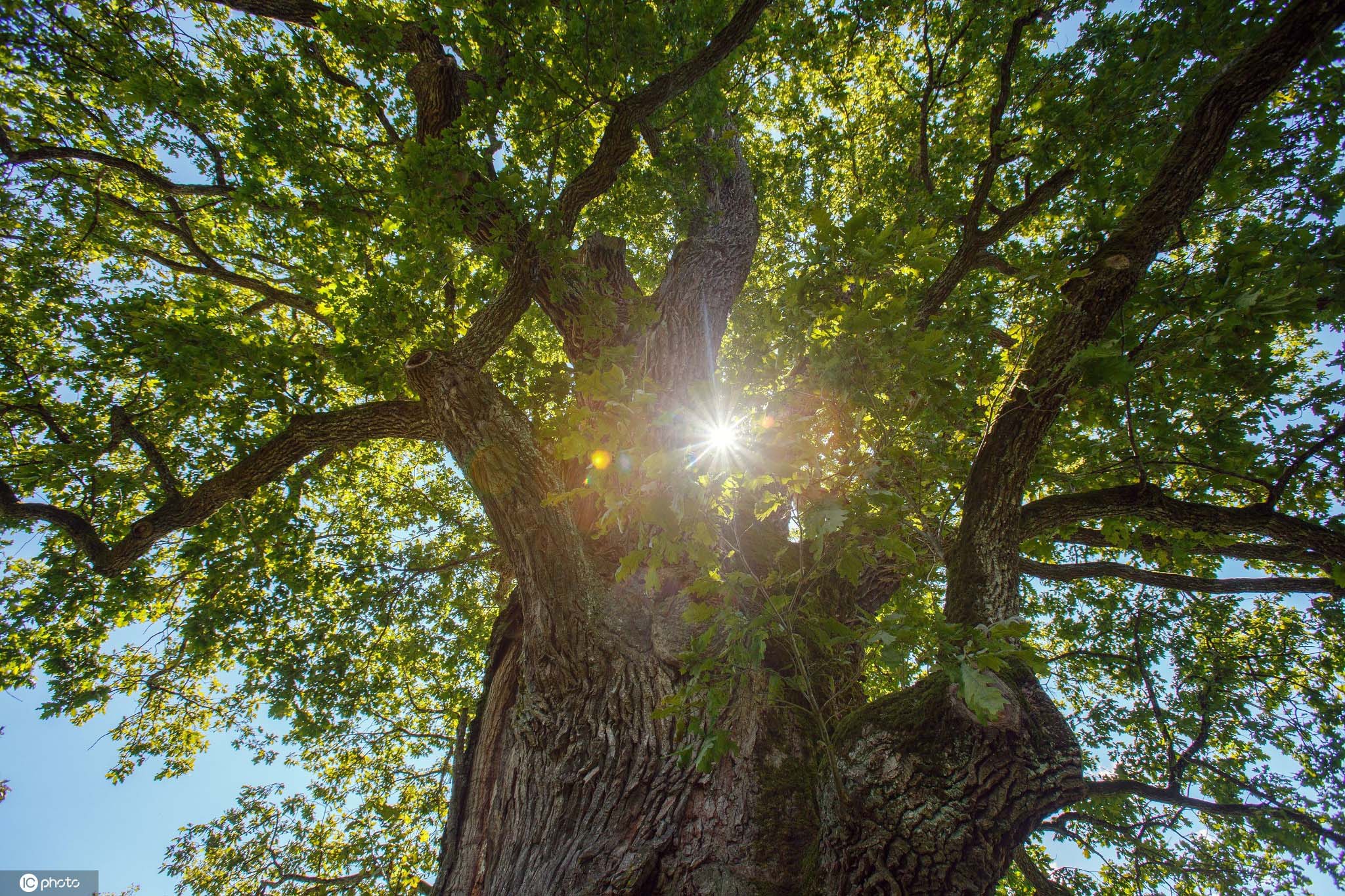 实拍乌克兰小镇千年橡树02郁郁葱葱仍葆无限生机