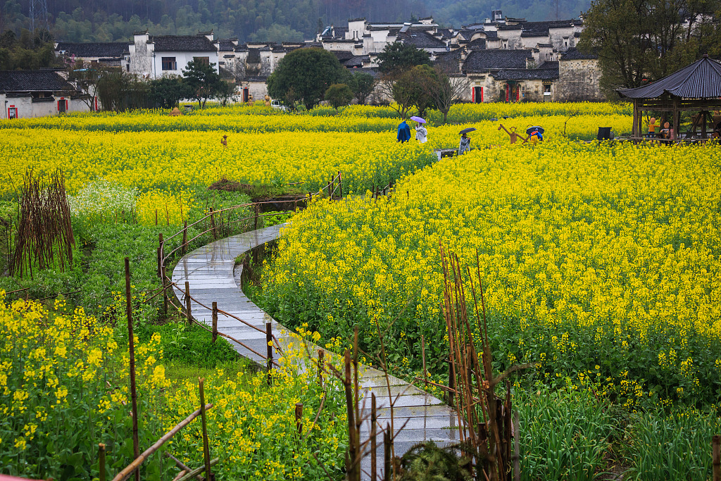 资料图：2019年3月23日，安徽黄山，春天里的西递古村落。（图片来源：视觉中国）