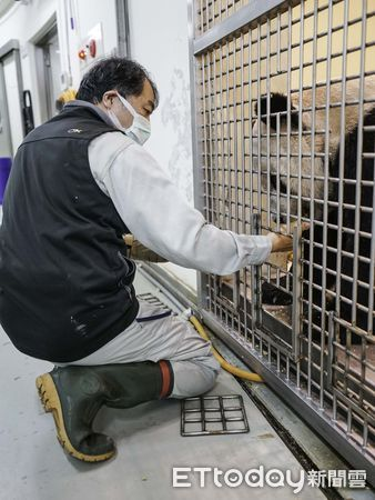 台北市立动物园工作人员在给“团团”喂药