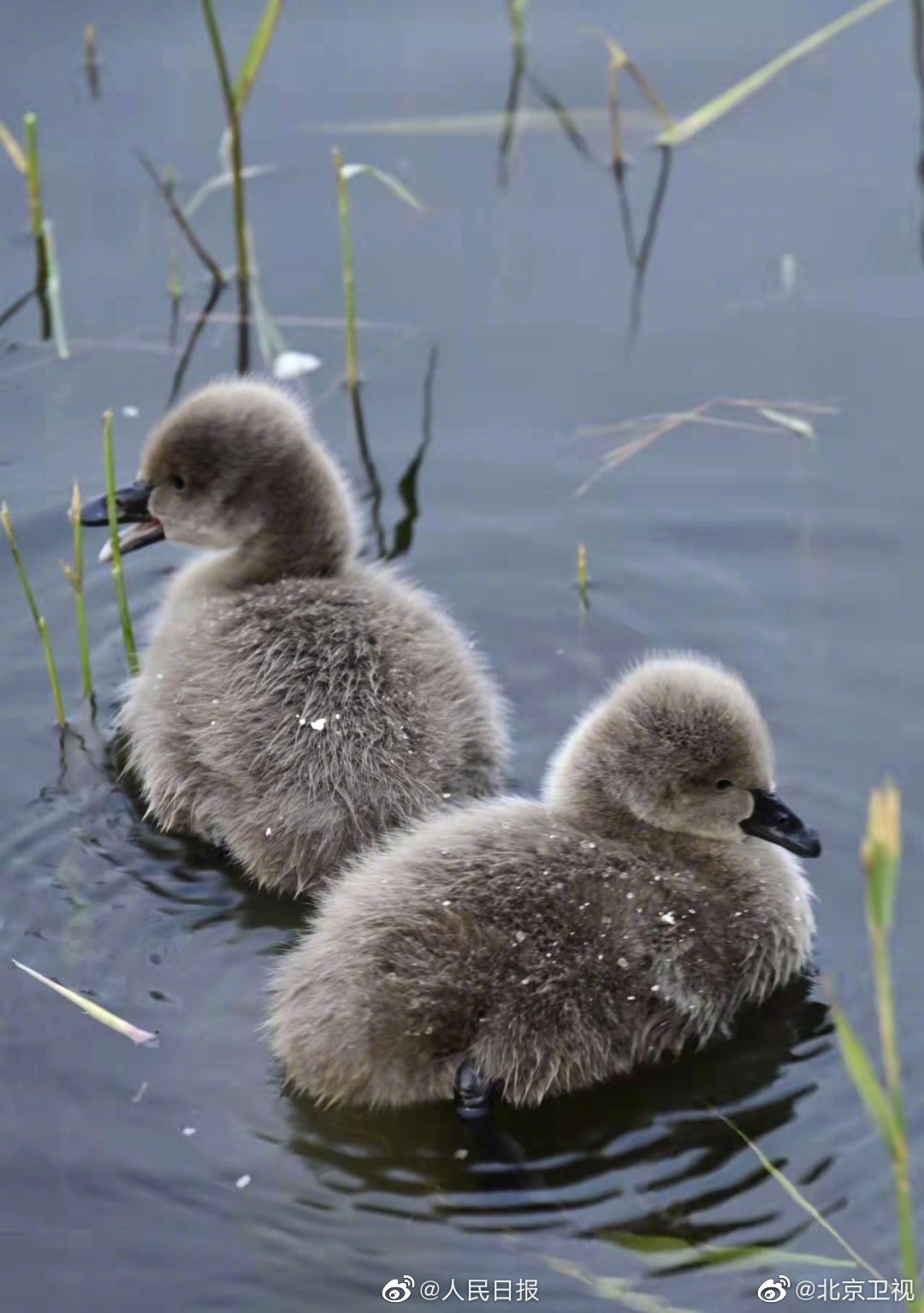 美丽的天鹅幼崽在池塘边。高清摄影大图-千库网