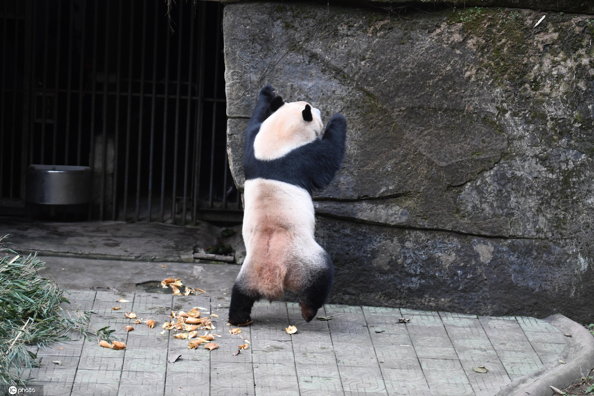 可爱的小熊猫站着笑着插画图片素材_ID:302378448-Veer图库