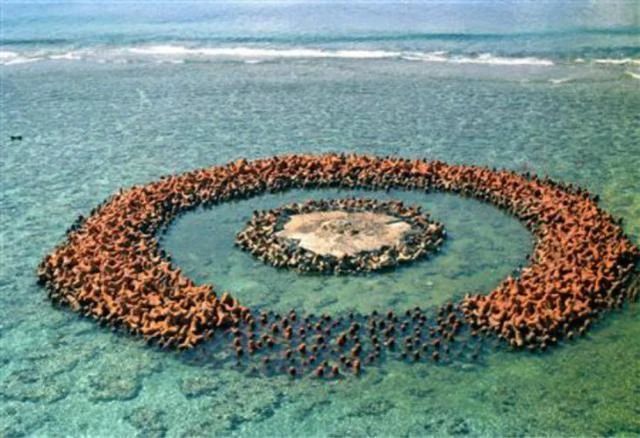 日本突然声称多出7000余小岛冲之鸟礁果然也被算上了